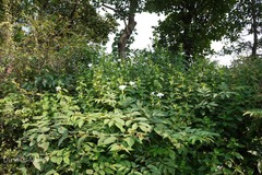 Barleria grandiflora